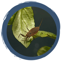 Auf der Jagd nach dem Wasserskorpion