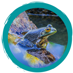 Amphibien: Leben im Wasser und an Land