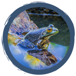 Amphibien: Leben im Wasser und an Land