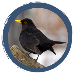Artenportrait: Die Amsel