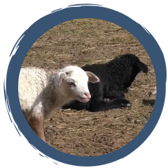 Folge 8: Noch mehr Schäfchen-Nachwuchs