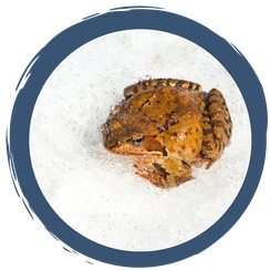 Winterstarre oder Kältestarre