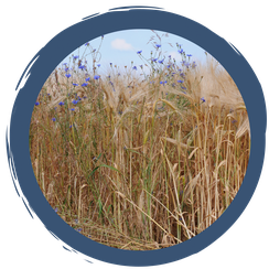 Schnitterfest, Gebildebrot und Kräuterbuschen - was hat es damit auf sich?