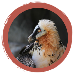 Ein Bartgeierquiz...