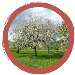 Quiz: Streuobstwiesen - warum sind sie so besonders?
