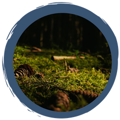 Boden des Jahres 2024 - Der Waldboden