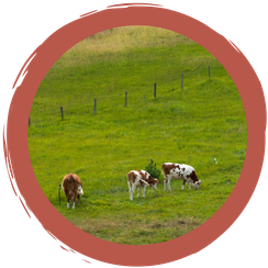 Rätsel: Weidehaltung und Vögel?