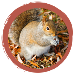 Spiel: Eichhörnchen