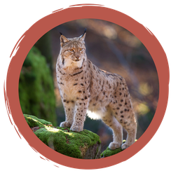 Quizfragen für Luchsexperten