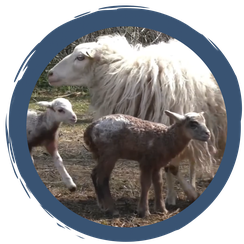 Folge 9: Überraschung im Doppelpack