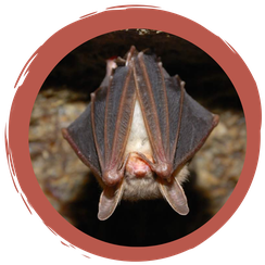 Online Spiel Fledermausschutz