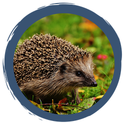 Winterstrategie: Winterschlaf - extremes Energiesparen