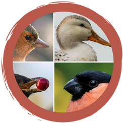 Spiel: Jedem Vogel sein Schnabel