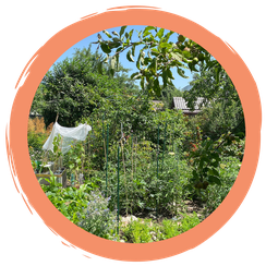 Bäume und Sträucher im Portrait - mit Rezepten