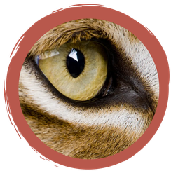 Sehtest: Augen wie ein Luchs?