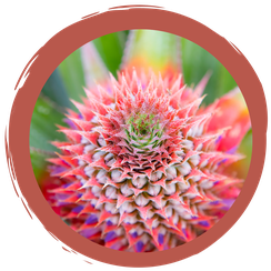 Online-Quiz: Blütenstände