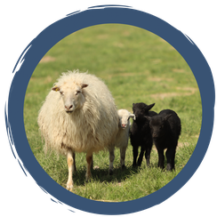 LBV-Schäfchen erzählen