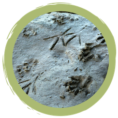 Eure Ergebnisse der Challenge #tierspurensuche