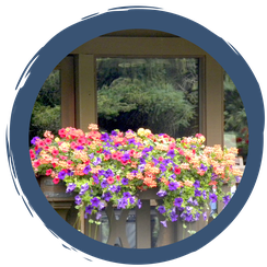 Blühoase auf dem Balkon