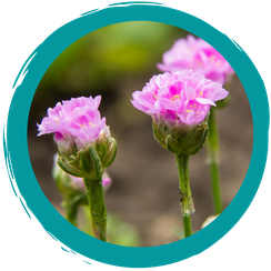 Strandgrasnelke - Blume des Jahres 2024