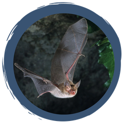 Fledermausschutz in Bayern