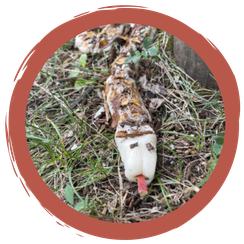 Kunst in der Natur - Meister der Tarnung