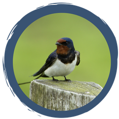 Schwalben - Glückbringer in Not