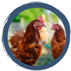 Video: Erstaunliches und Wunderbares über Hühner