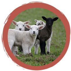 "Best of..." Schäfchen (er)zählen - Das Quiz