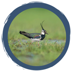 Video: Wiesenbrüter in Not