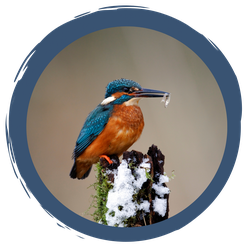 Der Eisvogel im Winter
