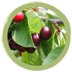 Wann ihr Kirschen von Nachbars Streuobstwiese pflücken dürft