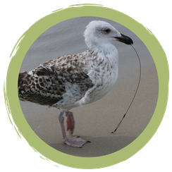 Achtung Angelschnüre