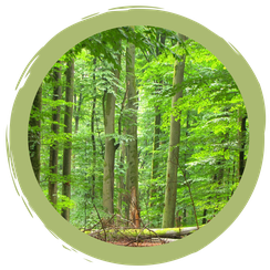 Der Spessart als Urlaubsregion