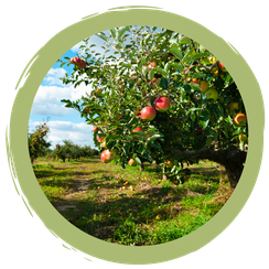 Alltagstipp: Streuobstwiesen & Obsteinkauf