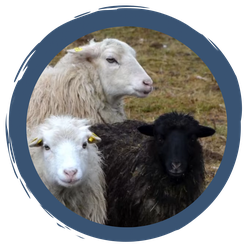 Folge 5: Wir haben da mal ein paar Fragen