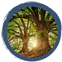 Wer wohnt in und an der Eiche?