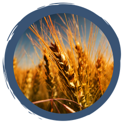 Korn ist nicht gleich Korn - Körner-Fakten