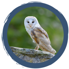 Nistkästen für die Schleiereule