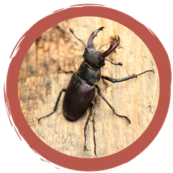 Zuordnungsspiel Insekten