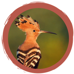 Wer ist der Vogel des Jahres 2022 und was hat er mit unserem Obst zu tun?