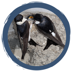 Schwalben - Glückbringer in Not