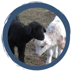 Folge 7: Hurra - der Nachwuchs ist da!