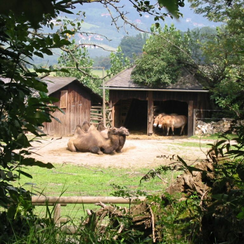 Зоопарк замка Герберштейн Фото Штирия Австрия Zoo Schloss Herberstein) Steiermark. 