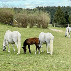 Лошади Липиццано Фото  Пибер Штирия Австрия ( Lipizzaner) Piber Steiermark