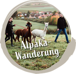zu Alpaka-Wanderung