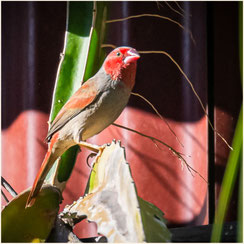 Murray's Place, Gregory, Vögel Australien, Golfregion Queensland, Crimson Finch, Wildlife Australien