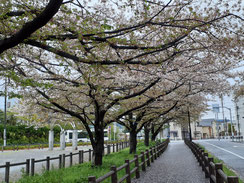 葉ざくらの路