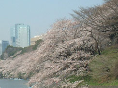 桜の花