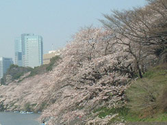 桜の花